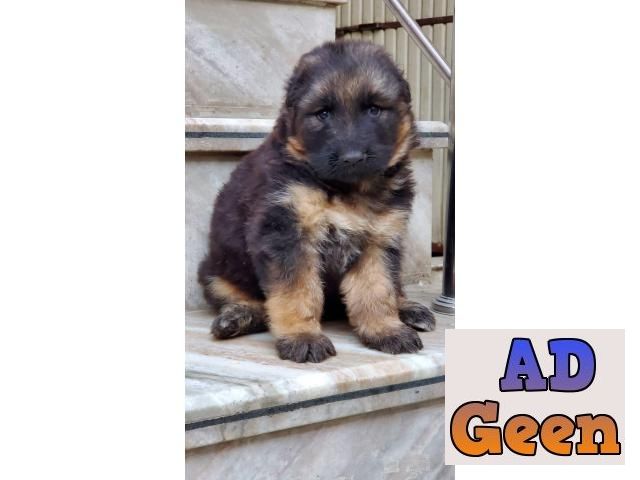 German shepherd Rottweiler pups available champion quality here in bhopal  Dogs for sale in Ashoknagar Madhya Pradesh AdGeen