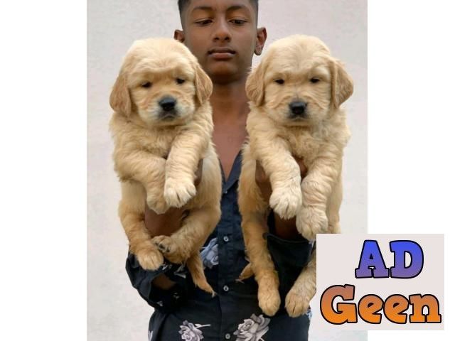 Golden retriever puppies available for sale Dogs for sale in Pune  Maharashtra AdGeen