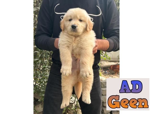 Golden retriever puppies for sale whats app no 9315874576 Dogs for sale in  New Delhi Delhi AdGeen