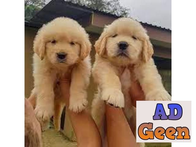Home raised Golden Retriever puppies for sale Dogs for sale in Durg  Chhattisgarh AdGeen