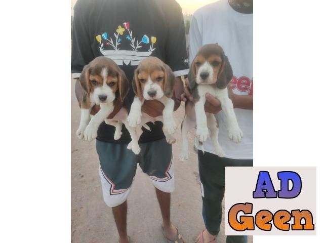 are male or female beagles better