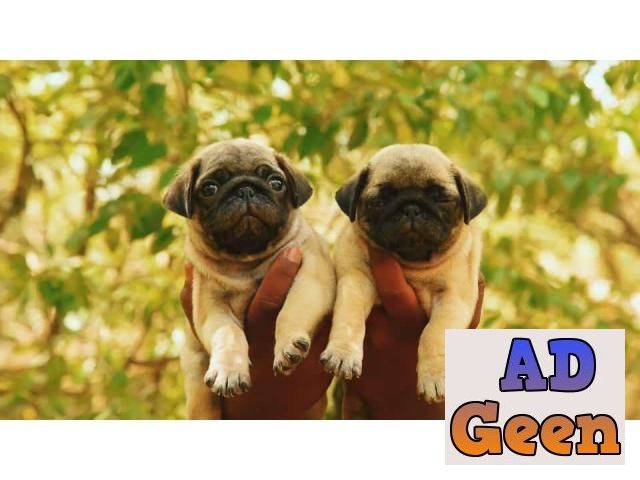 Pug Rottweiler shepherd Labrador beagle husky puppies rs 5000 Dogs for sale  in Bangalore Karnataka AdGeen