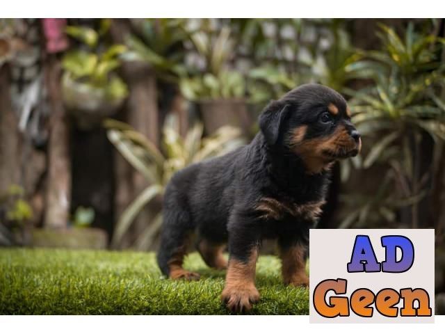 used Rottweiler for sale 