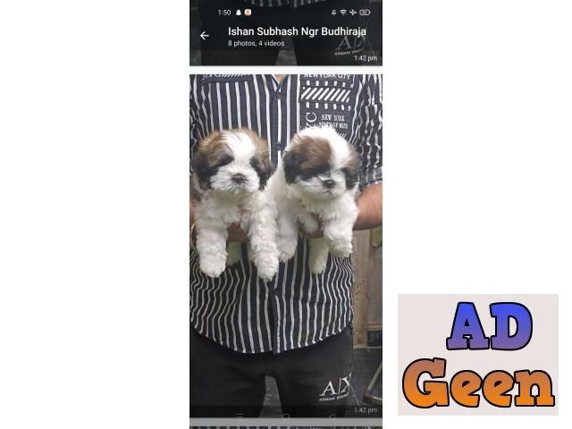 Shih Tzu puppies for sale whats app no 9315874576 Dogs for sale in New  Delhi Delhi AdGeen
