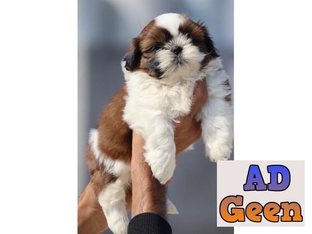 Shih Tzu puppies for sale whats app no 9315874576 Dogs for sale in New  Delhi Delhi AdGeen