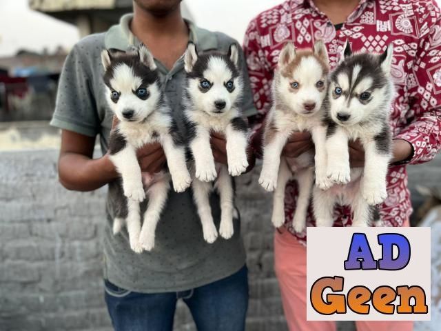 Show Quality Siberian Husky Pupies Avalible Dogs for sale in Central Delhi  Delhi AdGeen