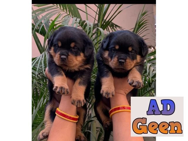Show quality Rottweiler male Dogs for sale in New Delhi Delhi AdGeen