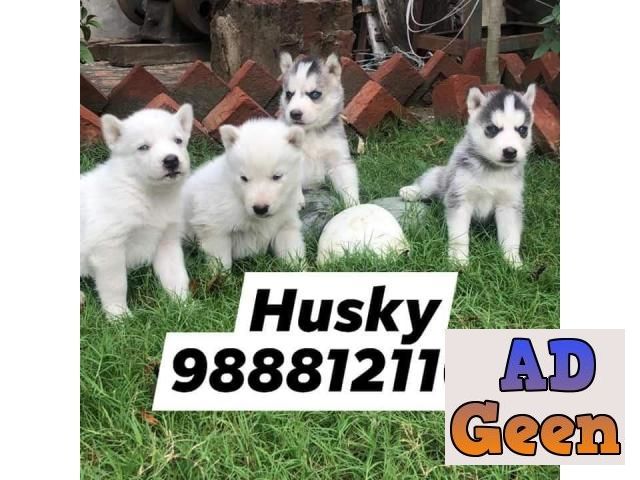 Siberian Husky puppy buy near me pet shop near me Dog store jalandhar  9888121106 Dogs for sale in Jammu Jammu & Kashmir AdGeen