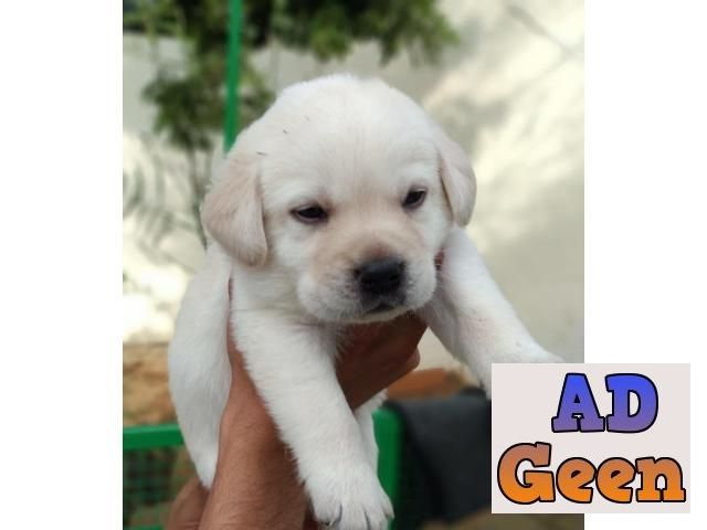 Ultimate quality of Labrador puppies are available in best price. Call or  whats app on 7053692925. Dogs for sale in West Delhi Delhi AdGeen