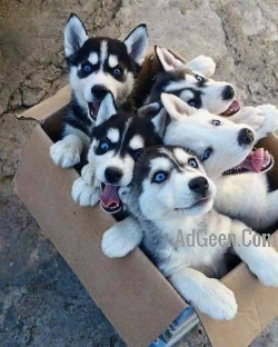 WOOLY COAT BLUE EYES SIBERIAN HUSKY PUPPIES/DOGS AVAILABLE FOR SALE 9394723667