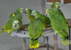 Wide species of birds and parrots available for sale.