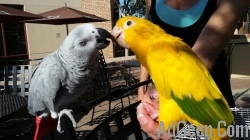 used Wide species of birds and parrots available for sale. for sale 