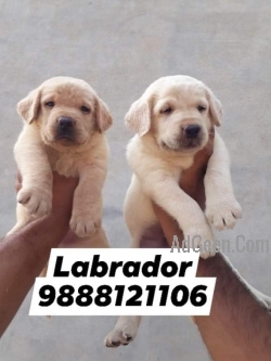 Labrador puppy buy near me pet shop near me call 9888121106 Dogs for sale  in Kapurthala Punjab AdGeen