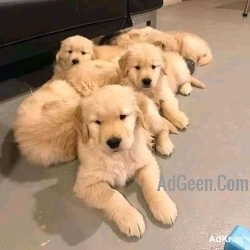 used Top quality golden retriever puppy Dogs for sale  for sale 