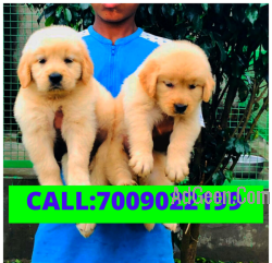 used Outstanding quality Golden Retriever Male Puppy Available For sale in Jalandhar. Call:9815081234 for sale 