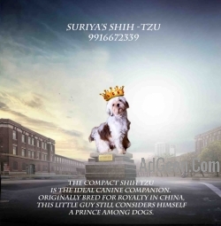 Canine companion Shih Tzu .