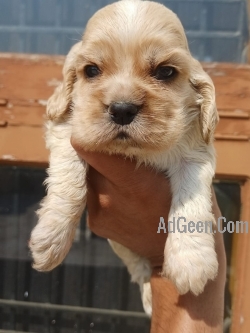 used Cocker Spaniel Puppies in Jalandhar & Chandiagrh 9888341827 for sale 