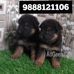 German shepherd puppy buy and sell online in jalandhar city pet shop call 9888121106