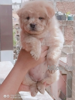 Top Quality Chow Chow Pupies Avalible 7888642439