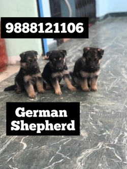 German shepherd puppy available in jalandhar city call 9888121106