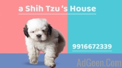 Shih Tzu male Tricolor both male and female with KCI Papers and vaccination | 9916672339