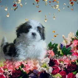 shih tzu pups Home breed with KCI Papers 9916672339