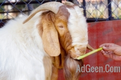 Boer Goat 100% pure full bloodline adult and Kids avble 9916672339