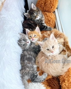 used Full TICA Pedigree Maine Coon kittens for sale 
