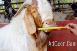 used Boer or Boerbok is a South African breed of meat goat. 9916672339 for sale 