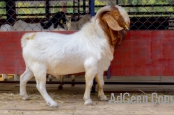 Boer or Boerbok is a South African breed of meat goat. 9916672339