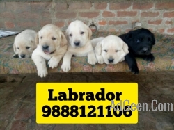 Labrador puppy buy in jalandhar city pet shop dog 9888121106