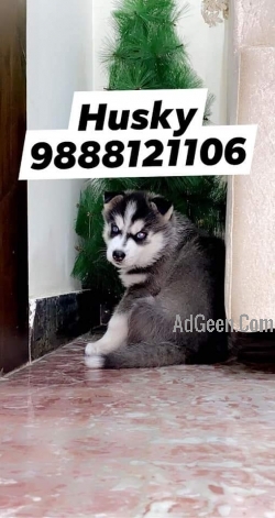 Siberian Husky puppy available in jalandhar city pet shop jalandhar 9888121106