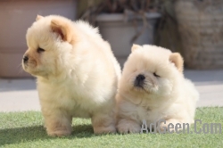 Top Quality Chow Chow Puppies Available in Delhi 9891116714 All Breed Puppies Available
