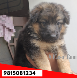 used German shepherd Puppy for sale in Jalandhar City. CALL:9815081234 for sale 