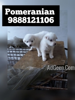 Pomeranian puppy buy near me pet shop near me 9888121106