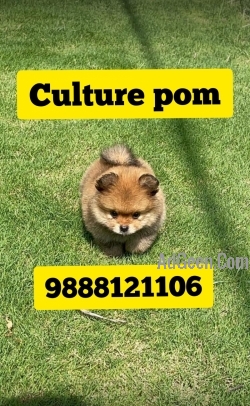 Culture pom puppy available in jalandhar city pet shop 9888121106