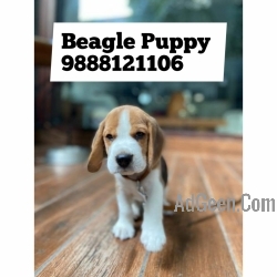 Beagal puppy available in jalandhar city pet shop jalandhar 