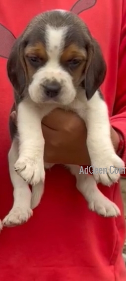 Beagle show quality puppies available