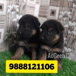German shepherd puppy available in jalandhar 9888121106