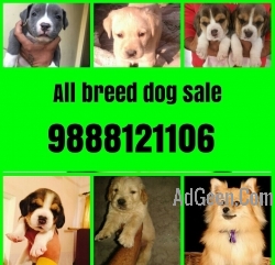 German shepherd puppy available in jalandhar city pet shop 9888121106