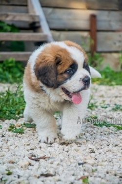 Top quality Saint Bernard puppies looking for new home..7300930479