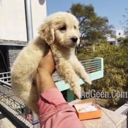 Golden retriever puppies available at reasonable price 