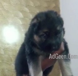 German Shepherd puppies are available 9050682071