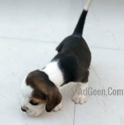 used Beagle Male and female puppy available in Delhi Gurgaon Location 8570830887 for sale 