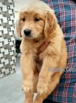 Golden Retriever puppies available in Delhi Gurgaon Noida 8570830887 