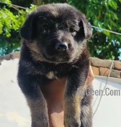 used German shepherded  puppies available in Delhi Gurgaon Noida 8570830887  for sale 
