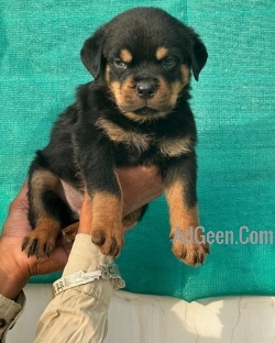 Rottweiler puppy available in jalandhar city 