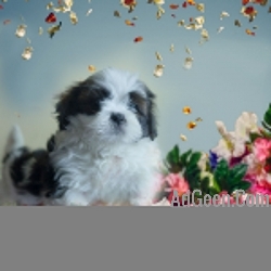 Shih tzu puppies new litter 9916672339