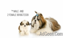 Shih tzu small pups for sale 9916672339