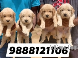 Golden Retriver puppy available call 98881 21106 pet shop near me low price puppy 